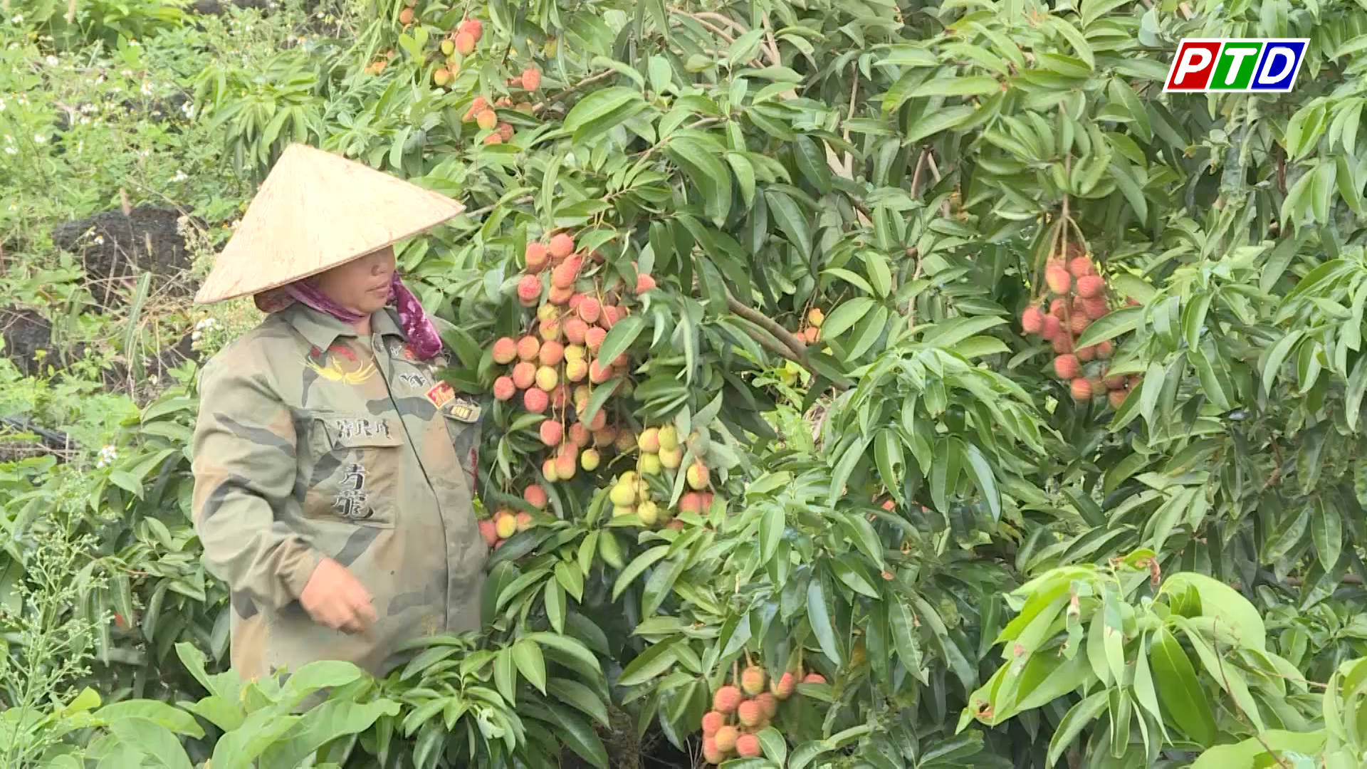 Thoát nghèo nhờ “Vạch đá trồng cây”